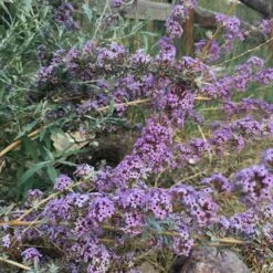 Silver Spring Blooming Butterfly Bush (Buddleia) -PlantAura Shop buddleia alternifolia argentea