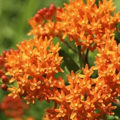 Butterfly Weed -PlantAura Shop butterfly weed 2