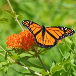 Butterfly Weed -PlantAura Shop butterfly weed 3