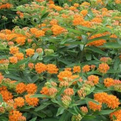 Butterfly Weed -PlantAura Shop butterfly weed 4