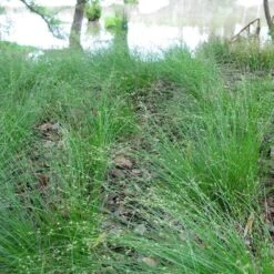 Appalachian Sedge -PlantAura Shop carex appalachica hoffman cropped 3 1