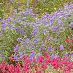 Dark Knight Caryopteris -PlantAura Shop caryopteris dark knight bush