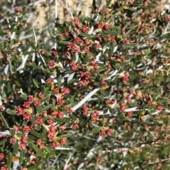 Littleleaf Mountain Mahogany (Cercocarpus) -PlantAura Shop cercocarpus intricatus flowers red