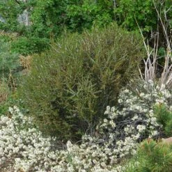 Front Page -PlantAura Shop cercocarpus intricatus pinus slyvestris albynns prostrate prunus pawnee buttes garden