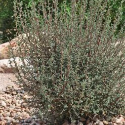 Littleleaf Mountain Mahogany (Cercocarpus) -PlantAura Shop cercocarpus intricatus whole plt rock garden