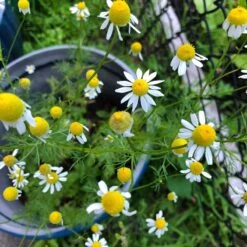 Alternative Lawn Wildflower Seed Mix -PlantAura Shop chamomile potted
