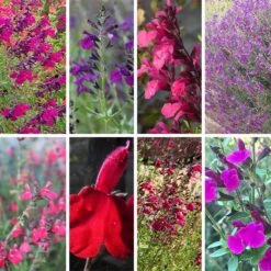 Cold Hardy Rainbow Salvia Collection -PlantAura Shop cold hardy rainbow salvia coll 10 18 23