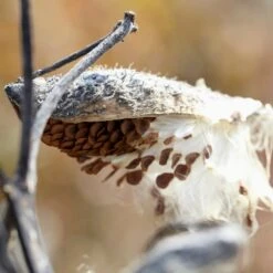 Common Milkweed -PlantAura Shop common milkweed seeds seed pod