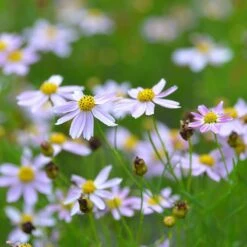 American Dream Coreopsis -PlantAura Shop coreopsis american dream 3