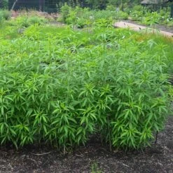 Gold Standard Coreopsis -PlantAura Shop coreopsis gold standard foliage cropped northcreek