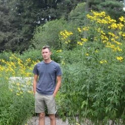 Gold Standard Coreopsis -PlantAura Shop coreopsis gold standard size scale northcreek cropped