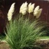 Dwarf Pampas Grass