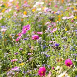Dry Area Wildflower Seed Mix -PlantAura Shop cosmos bachelor buttons meadow
