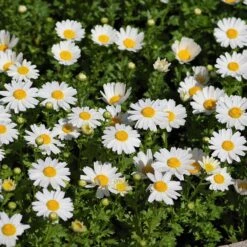 Alternative Lawn Wildflower Seed Mix -PlantAura Shop creeping daisy