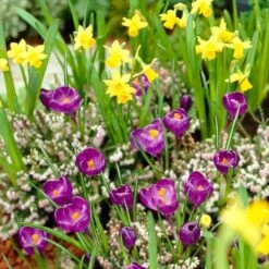 Remembrance Dutch Crocus -PlantAura Shop crocus remembrance daffodil tete a tete 25984