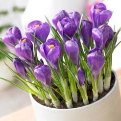 Remembrance Dutch Crocus -PlantAura Shop crocus remembrance visi75695