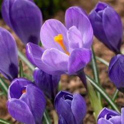 Remembrance Dutch Crocus -PlantAura Shop crocus remembrance visi86705