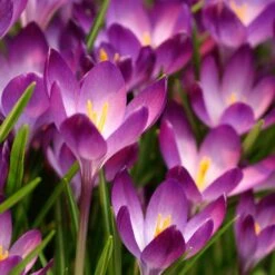 Tommasini's Ruby Giant Crocus -PlantAura Shop crocus tommasinianus bulbs ruby giant 39150 1 web