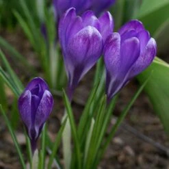Tommasini's Ruby Giant Crocus -PlantAura Shop crocus tommasinianus bulbs ruby giant 39150 3 web