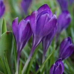 Tommasini's Ruby Giant Crocus -PlantAura Shop crocus tommasinianus bulbs ruby giant 39150 4 web