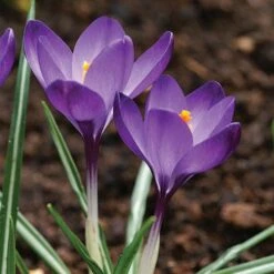 Tommasini's Ruby Giant Crocus -PlantAura Shop crocus tommasinianus bulbs ruby giant 39150 5 web