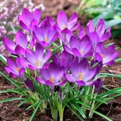 Tommasini's Ruby Giant Crocus -PlantAura Shop crocusrubygiant1 1