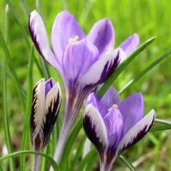 Spring Beauty Snow Crocus -PlantAura Shop crocusspringbeauty1