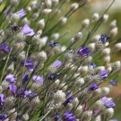 Cupid's Dart (Catanache) -PlantAura Shop cupids dart catananche caerulea garden before bloom
