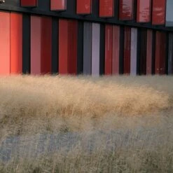 Gold Dew Tufted Hair Grass -PlantAura Shop deschampsia cespitosa goldtau hoffman cropped 1 2