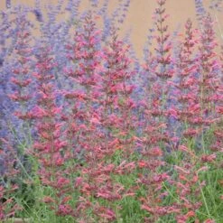 Desert Sunrise® Agastache -PlantAura Shop desert sunrise agastache close up