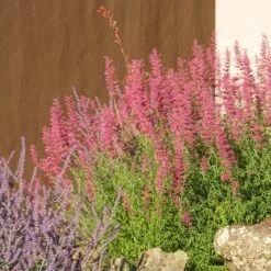 Desert Sunrise® Agastache -PlantAura Shop desert sunrise agastache rock garden