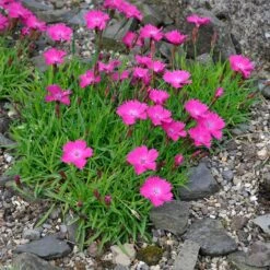 Kahori Pink® Dianthus -PlantAura Shop dianthus kahor pink