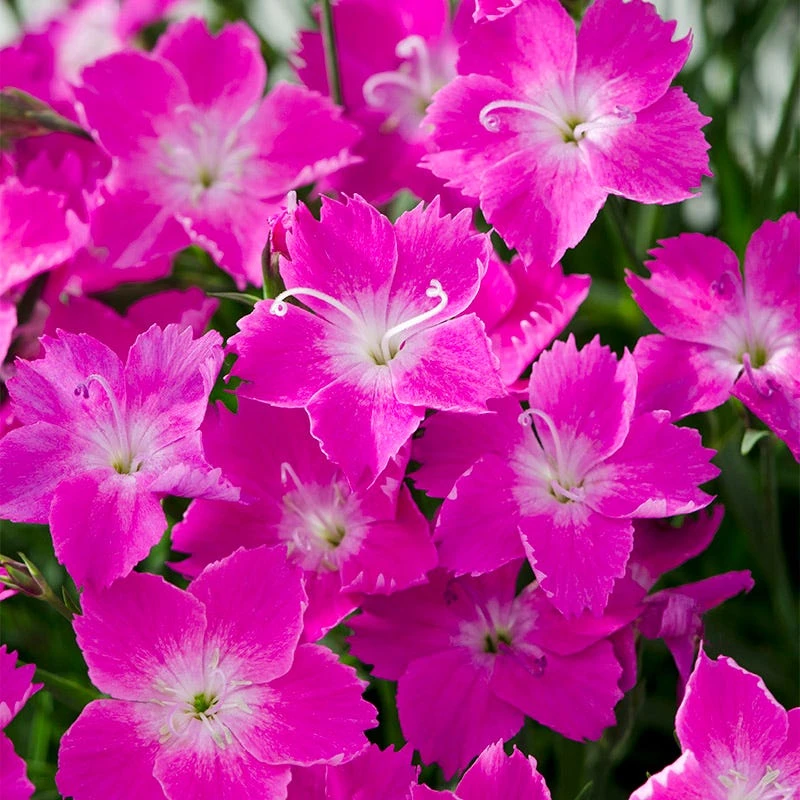 Kahori Pink® Dianthus