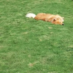 Dog Tuff™ Grass Plugs -PlantAura Shop dog tuff grass hblb870 with dog