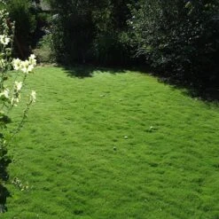 Dog Tuff™ Grass Plugs -PlantAura Shop dog tuff grass plug lawn