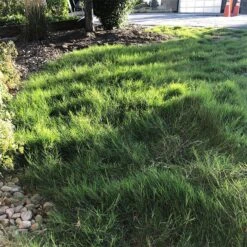 Dog Tuff™ Grass Plugs -PlantAura Shop dog tuff grass plugs dog friendly grass