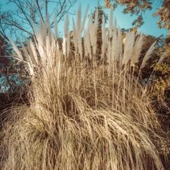 Dwarf Pampas Grass -PlantAura Shop dwarf pampas grass winter