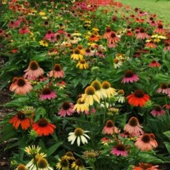 Cheyenne Spirit Echinacea -PlantAura Shop echinacea cheyenne spirit 600