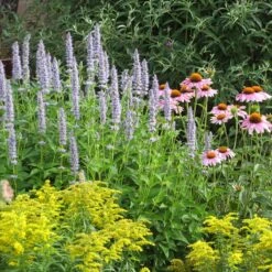 Blue Fortune Agastache -PlantAura Shop echinacea purpurea agastache blue fortune solidago