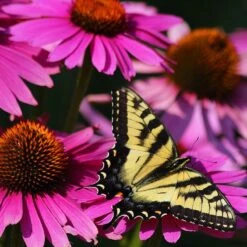 Ruby Star Echinacea -PlantAura Shop echinacea purpurea rubinstern ruby star coneflower pollinator