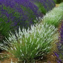 Edelweiss Lavender -PlantAura Shop edelweiss lavender pale lavender spikes 1