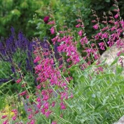 Coconino County Desert Penstemon -PlantAura Shop emmis oure penstemon coconino county 3 cropped 1