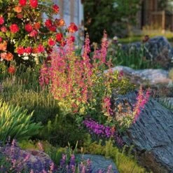 Coconino County Desert Penstemon -PlantAura Shop emmis oure penstemon coconino county 6 cropped 1
