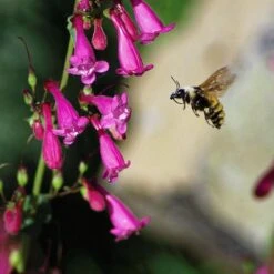 Coconino County Desert Penstemon -PlantAura Shop emmis oure penstemon coconino county with bee cropped 1
