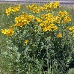 Engelmann's Daisy (Engelmannia) -PlantAura Shop engelmannia texas roadway pgh 1