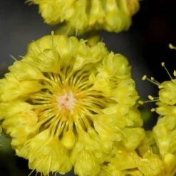 Kannah Creek® Sulphur Buckwheat -PlantAura Shop eriogonum umbellatum sulphurflower buckwheat 1