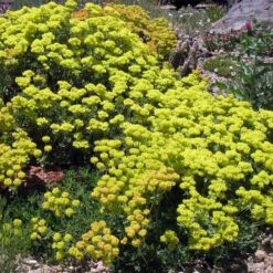 Kannah Creek® Sulphur Buckwheat -PlantAura Shop eriogonum umbellatum v aureum kanah creek 49695 1