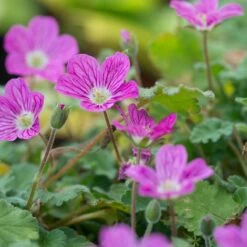 Bishop's Form Heronsbill (Erodium) -PlantAura Shop erodium bishops form 3