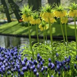 Yellow Crown Imperial -PlantAura Shop fritallarialutea 1