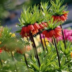 Red Crown Imperial -PlantAura Shop fritillariared2